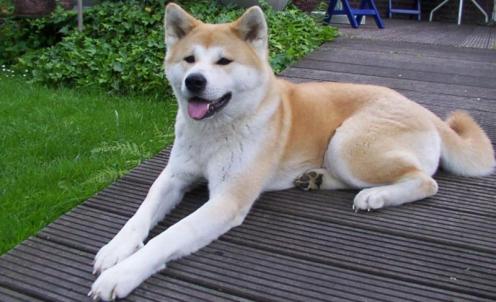 Akita Inu: Finn informasjon om hundene som kalles Akita akkurat her - Hunderase