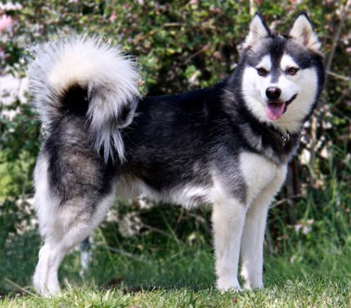Alaskan Klee Kai, hunderase, hunderaser, hund, hunder, rase, rasehund, alaskan, klee, kai