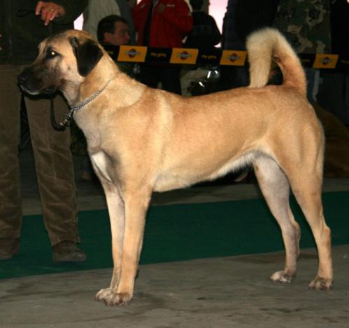Antoliansk gjeterhund, hunderase, hunderaser, hund, hunder, rase, rasehund, antoliansk, gjeterhund
