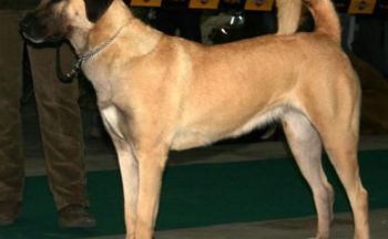Antoliansk gjeterhund