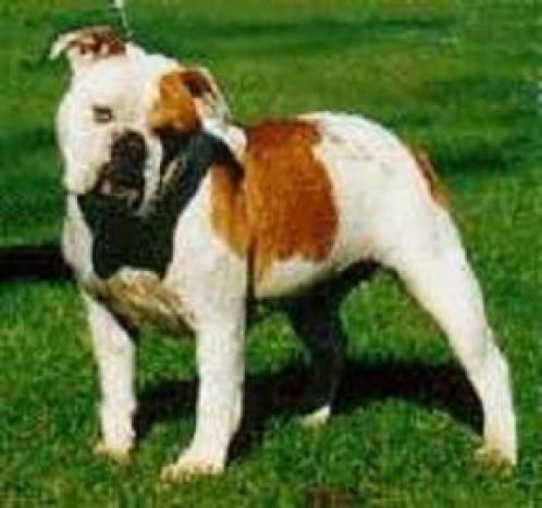 Australsk bulldog, hunderase, hunderaser, hund, hunder, rase, rasehund, australsk, bulldog