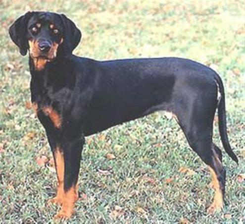 Austrian Black and Tan Hound, hunderase, hunderaser, hund, hunder, rase, rasehund, austrian, black, and, tan, hound