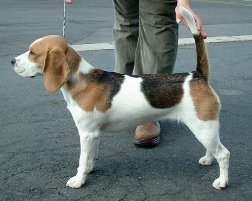 Beagle, hunderase, hunderaser, hund, hunder, rase, rasehund, beagle