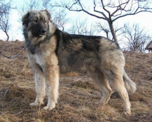 Carpathian Sheepdog, hunderase, hunderaser, hund, hunder, rase, rasehund, carpathian, sheepdog