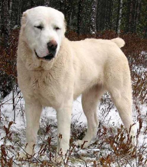 Central Asia Shepherd Dog, hunderase, hunderaser, hund, hunder, rase, rasehund, central, asia, shepherd, dog