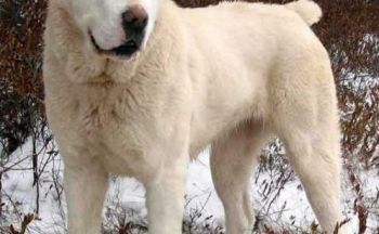 Central Asia Shepherd Dog