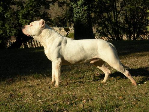 Dogo Argentino, hunderase, hunderaser, hund, hunder, rase, rasehund, dogo, argentino