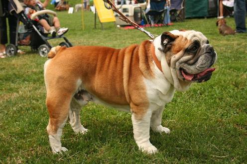 Engelsk bulldog, hunderase, hunderaser, hund, hunder, rase, rasehund, engelsk, bulldog