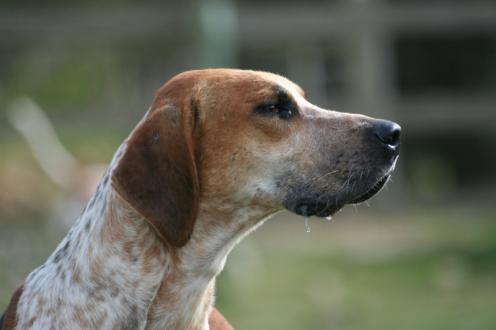 Engelsk Foxhound, hunderase, hunderaser, hund, hunder, rase, rasehund, engelsk, foxhound