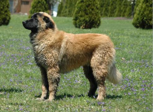 Estrela fjellhund, hunderase, hunderaser, hund, hunder, rase, rasehund, estrela, fjellhund