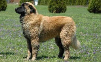 Estrela fjellhund