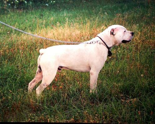 Hvit engelsk bulldog, hunderase, hunderaser, hund, hunder, rase, rasehund, hvit, engelsk, bulldog
