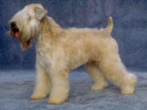 Irish Soft Coated Wheaten Terrier, hunderase, hunderaser, hund, hunder, rase, rasehund, irish, soft, coated, wheaten, terrier