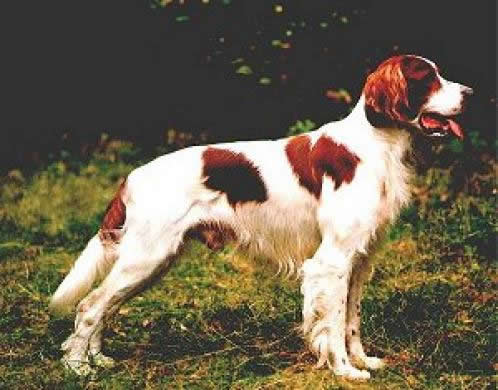 Irsk rød-hvit setter, hunderase, hunderaser, hund, hunder, rase, rasehund, irsk, rød-hvit, setter