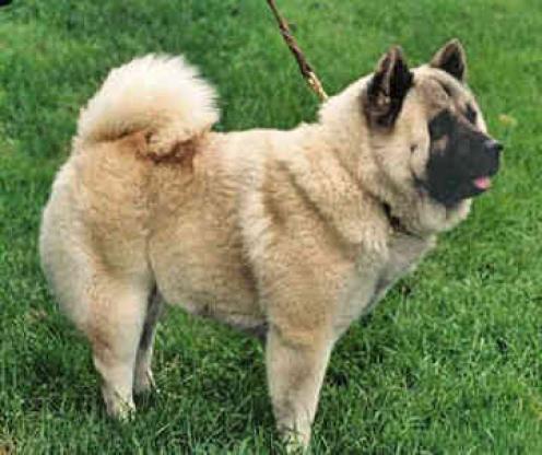Kinesisk Foo hund, hunderase, hunderaser, hund, hunder, rase, rasehund, kinesisk, foo, hund