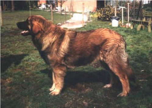 Leonberger, hunderase, hunderaser, hund, hunder, rase, rasehund, leonberger
