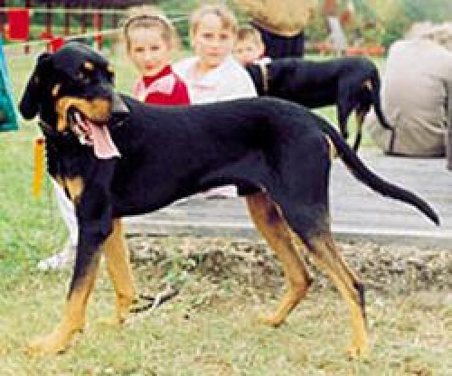 Lithuiansk hund, hunderase, hunderaser, hund, hunder, rase, rasehund, lithuiansk, hund