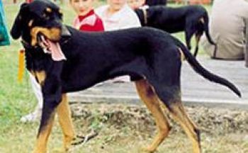 Lithuiansk hund