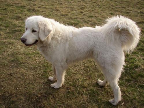 Polish Tatra Sheepdog, hunderase, hunderaser, hund, hunder, rase, rasehund, polish, tatra, sheepdog