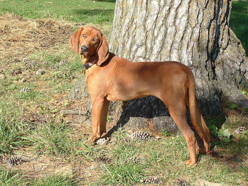 Redbone Coonhound, hunderase, hunderaser, hund, hunder, rase, rasehund, redbone, coonhound