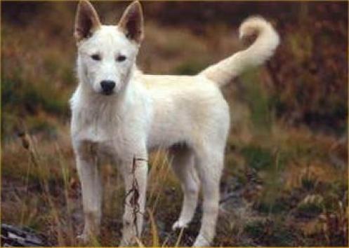 Sakhalin Husky, hunderase, hunderaser, hund, hunder, rase, rasehund, sakhalin, husky