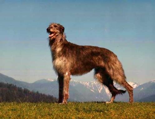 Skotsk hjortehund, hunderase, hunderaser, hund, hunder, rase, rasehund, skotsk, hjortehund