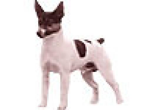 Tenterfield Terrier, hunderase, hunderaser, hund, hunder, rase, rasehund, tenterfield, terrier