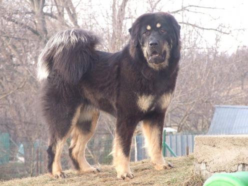 Tibetansk mastiff, hunderase, hunderaser, hund, hunder, rase, rasehund, tibetansk, mastiff