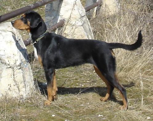 Transylvanian Hound, hunderase, hunderaser, hund, hunder, rase, rasehund, transylvanian, hound