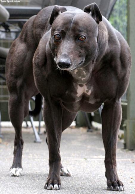 Whippet med muskler: Verdens sterkeste hund?